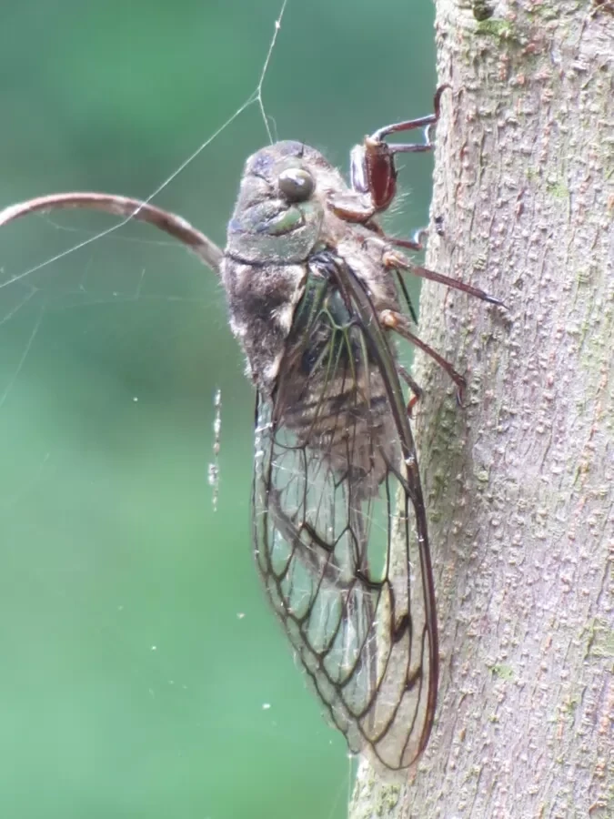 Fauna Mata Santa Genebra