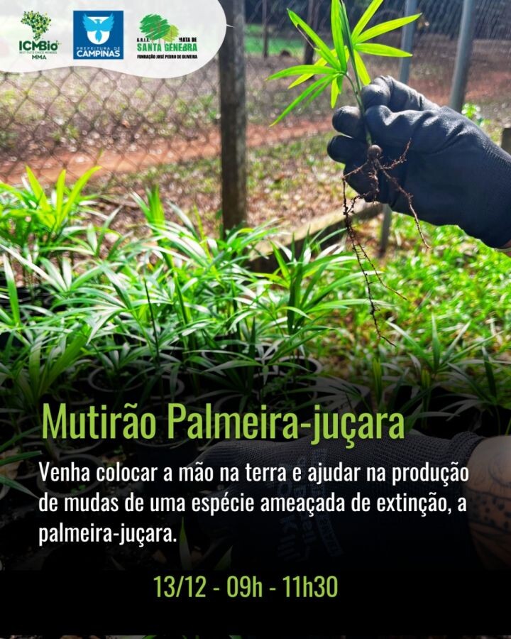 Fundação realiza mutirão para produção de palmeira-juçara