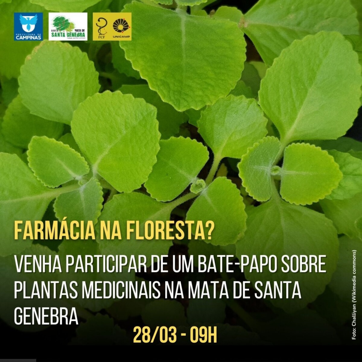 Quer curtir uma caminhada pela floresta e ainda aprender sobre plantas medicinais?