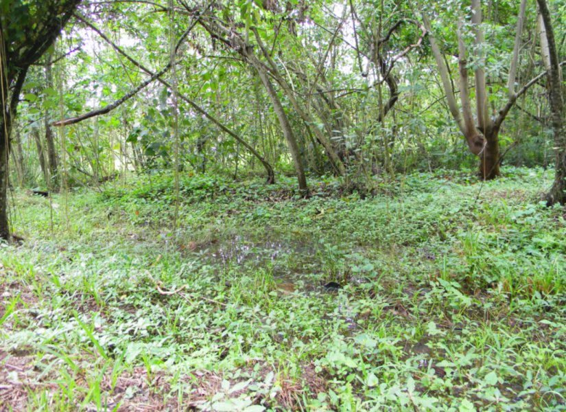 Microclima da floresta urbana oferece conforto térmico à região